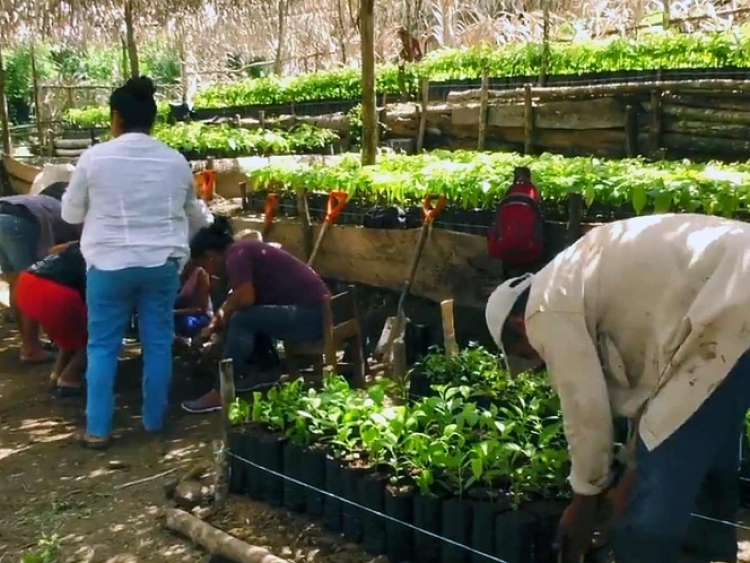 El programa Sembrando Vida llegar&aacute; a la regi&oacute;n del Tri&aacute;ngulo Dorado