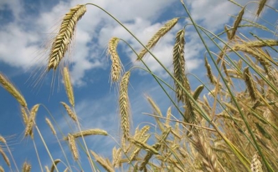 Precios mundiales de alimentos caen por segundo mes consecutivo: FAO