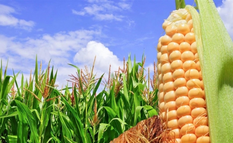 Aumento de precios del maíz y la soya impacta en productos de consumo cotidiano