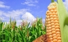 Aumento de precios del ma&iacute;z y la soya impacta en productos de consumo cotidiano