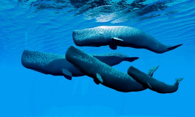 En Jalisco, registran por primera vez nacimiento de ballenas jorobadas gemelas