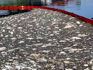 Toneladas de peces muertos en río entre Polonia y Alemania hunden el turismo