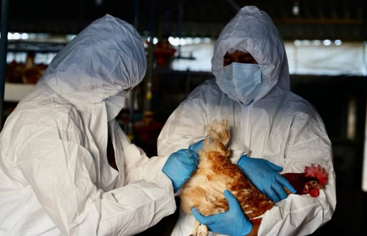 OMS alerta sobre preocupación de mutación de gripe aviar a humanas en países