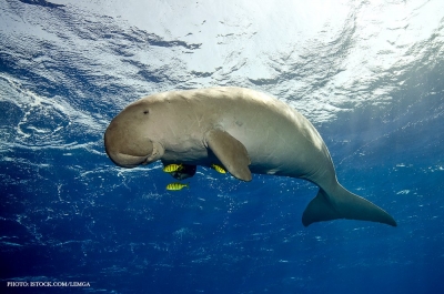 Declaran extinto uno de los gigantes más mansos del océano; el dugongo