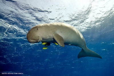 Declaran extinto uno de los gigantes m&aacute;s mansos del oc&eacute;ano; el dugongo