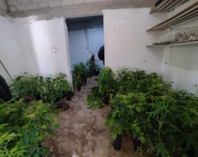 La FGR asegur&oacute; dos inmuebles con 151 plantas de cannabis y 104 gramos nueve miligramos de clorhidrato de metanfetamina, tinas, coladores, bidones en dos inmuebles de El Aguaje