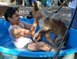 &iexcl;Cuida tus animalitos! Tambi&eacute;n las mascotas est&aacute;n expuestas al shock de calor
