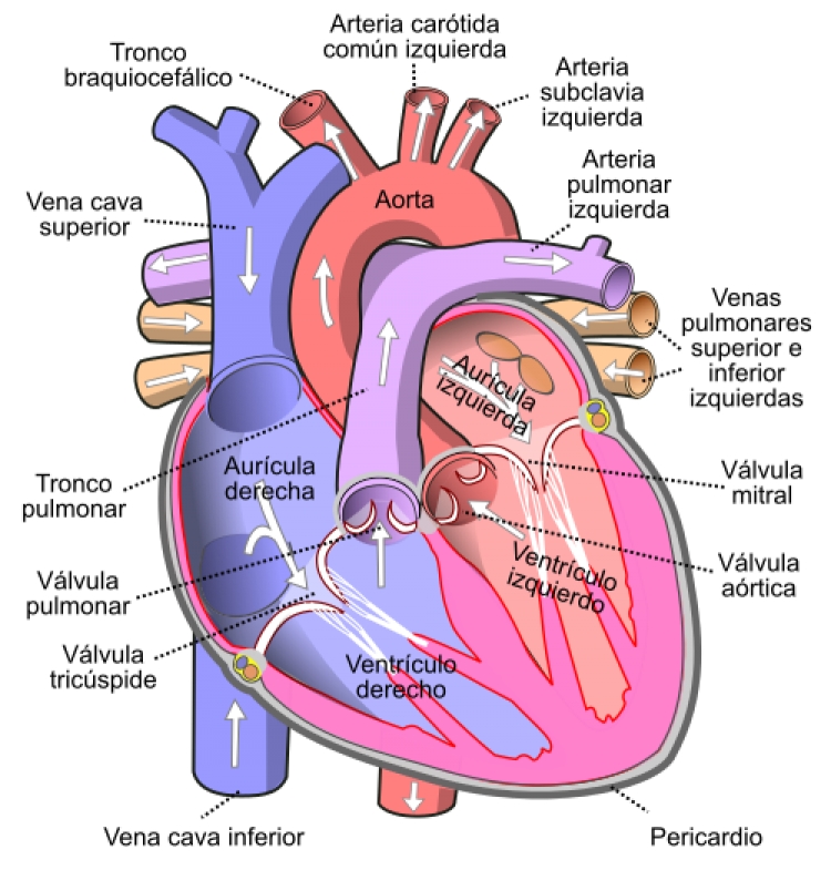 El Covid 19 afecta severamente el corazón