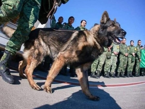 Muere 'Proteo', perro rescatista de la Sedena en Turqu&iacute;a; le rinden emotivo homenaje