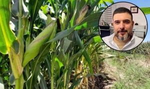 Ya iniciaron las trillas de maíz, se generalizan en mayo: AARC