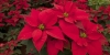 Flor de nochebuena: una planta mexicana que adorna la Navidad del mundo
