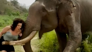 Pelean por una fruta: un elefante empuja y aplasta a una mujer que se burla de &eacute;l