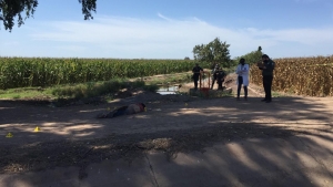 Ejecutan a un individuo en unas parcelas de maíz, cerca de la autopista Benito Juárez, en Navolato