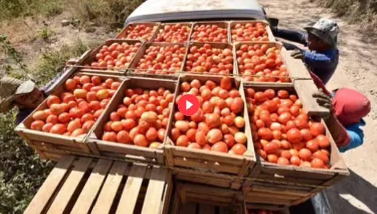 México ‘reta’ a Trump: Cátsup y ensaladas serán más caros en EEUU por arancel impuesto al tomate mexicano