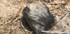 Ofrecen jugosa recompensa para quien encuentre meteorito que cay&oacute; en la Tierra la semana pasada