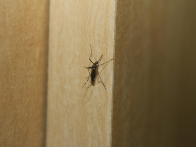 Y ahora el dengue... Per&uacute; declara alerta por brote de enfermedad