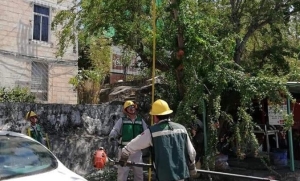 &Aacute;rboles ocasionan el 80 por ciento de los apagones: CFE