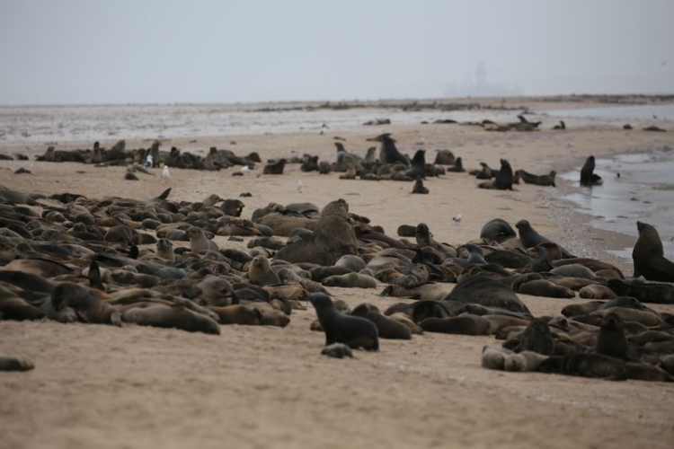 Encuentran a más de 7 mil focas muertas en playa de Namibia