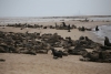 Encuentran a m&aacute;s de 7 mil focas muertas en playa de Namibia