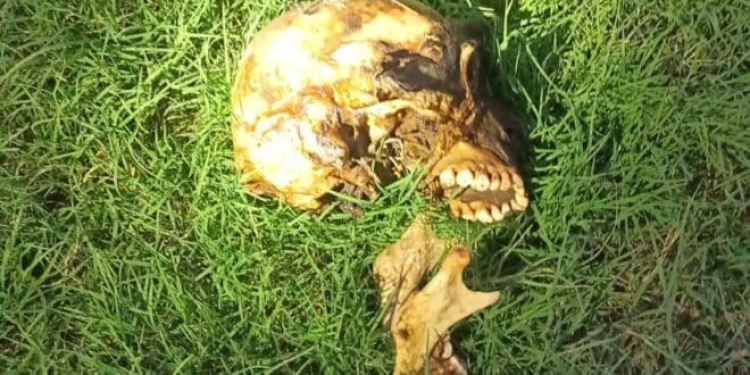 ¡Macabro! Perro se pasea con un cráneo humano en el hocico, en Guasave