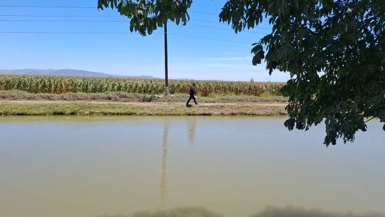 Un hombre es hallado asesinado y cubierto con plantas de ma&iacute;z, en Bachigualatito, al Sur de Culiac&aacute;n