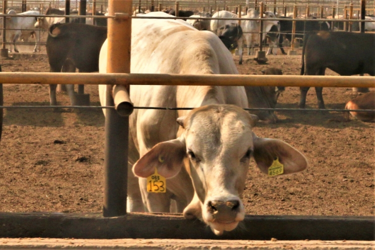 Exportaciones a EEUU rescatan al mercado mexicano de la carne, aseguró subsecretario de ganadería