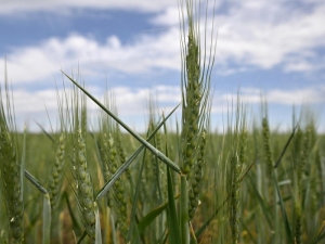 Turqu&iacute;a y Rusia analizan "corredores" para cereales ucranianos