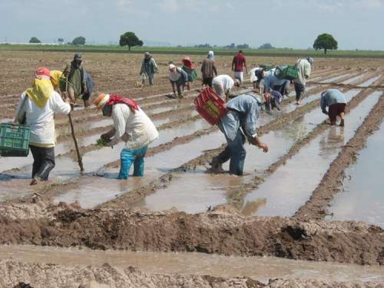 Garantizado el seguro catastr&oacute;fico para productores de temporal: SAyG