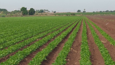 Productores solo registran un 30 por ciento de siembras