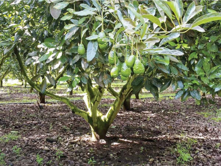 Se desploma 50% el precio del oro verde; ligan baja demanda a la sobreproducci&oacute;n de aguacate
