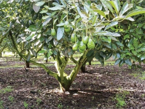 Se desploma 50% el precio del oro verde; ligan baja demanda a la sobreproducci&oacute;n de aguacate