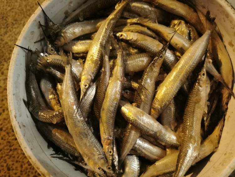 Pajarito desploma la venta de otras especies de pescado