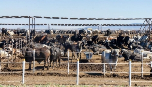Con la revisi&oacute;n de 40 mil cabezas en San Ignacio, arranca barrido del ganado sinaloense